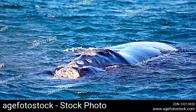 Südkaper, Southern right whale, Südafrika, South Africa