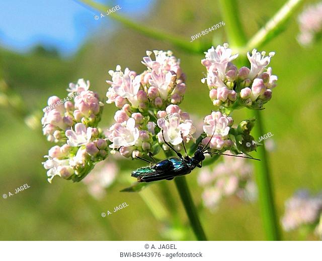 false oil beetle, thick-legged flower beetle, swollen-thighed beetle (Oedemera nobilis), sitting at valerian, Germany, Baden-Wuerttemberg, Kaiserstuhl