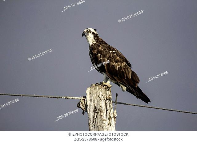 Osprey sitting on pole. Pandion haliaetus, also called fish eagle or sea hawk