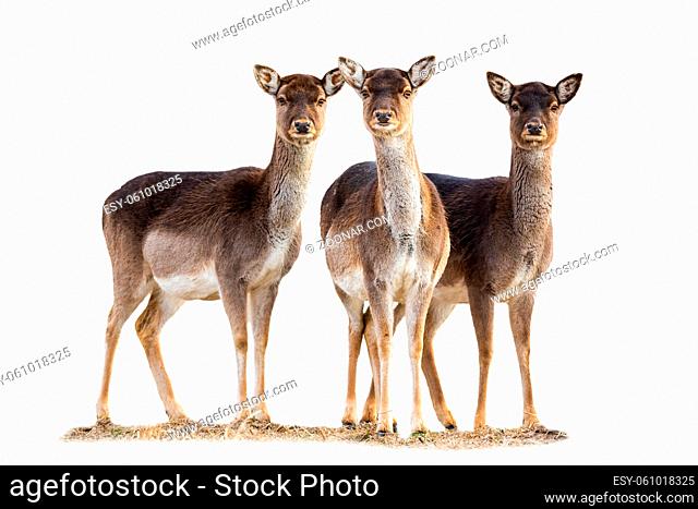 Three fallow deer, dama dama, does standing on grass isolated on white background. Group of hinds looking to the camera from front cut out