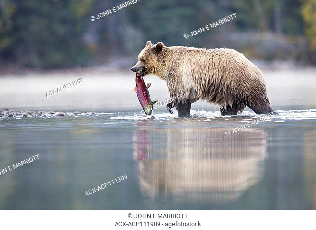 Grizzly bear, Ursus arctos