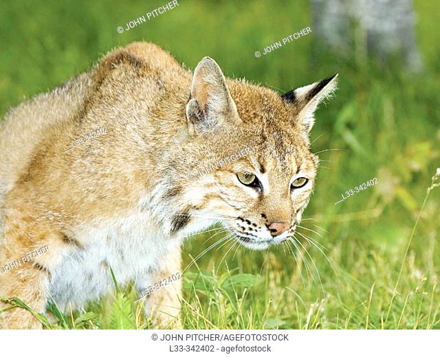 Bobcat (Lynx rufus), female
