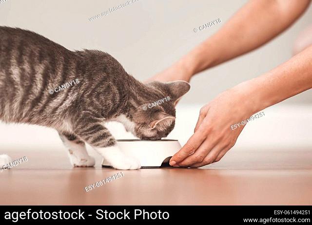 Woman feeding grey kitten by cat's meal indoors. Concept of friendship between human and animal