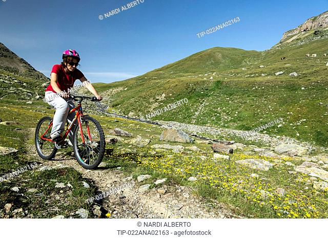 Italy Lombardy Stelvio National Park the Alps Rezzalo Valley cycle path wildflowers: hawkbits Leontodon helveticus