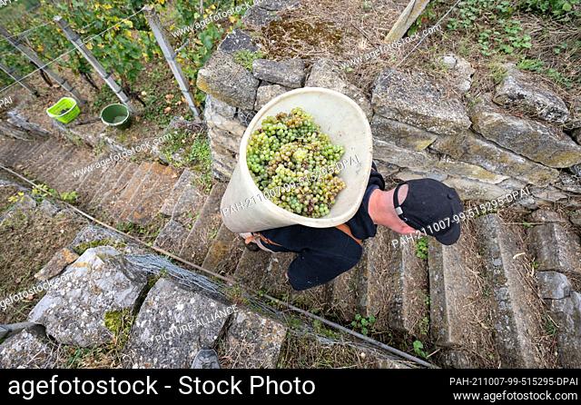 07 October 2021, Baden-Wuerttemberg, Vaihingen an der Enz: A vintner of the Lembergerland Kellerei Rosswag eG is carrying Riesling grapes in a vineyard in a...