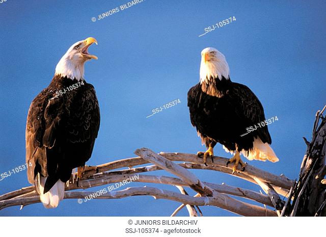 two bald eagles / Haliaeetus leucocephalus