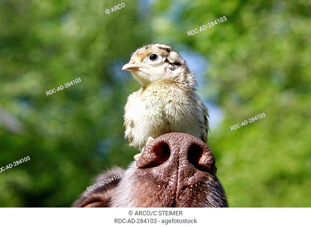 Small Munsterlander and Game Pheasant, chick, on his nose / Phasianus colchicus / Kleiner Münsterländer