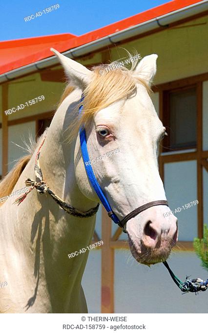 Akhal-Teke horse stud farm Ashgabat Turkmenistan Asgabat