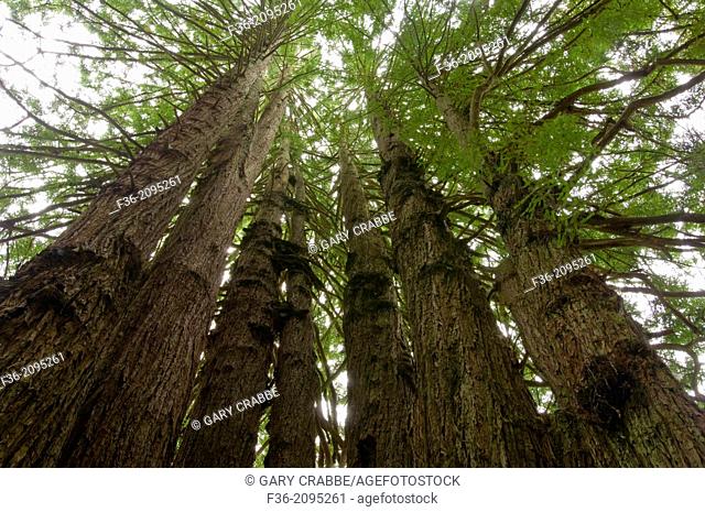The Cathedral Redwood Tree, on the Kingdom of the Trees Trail, Trees of Mystery, Del Norte County, California