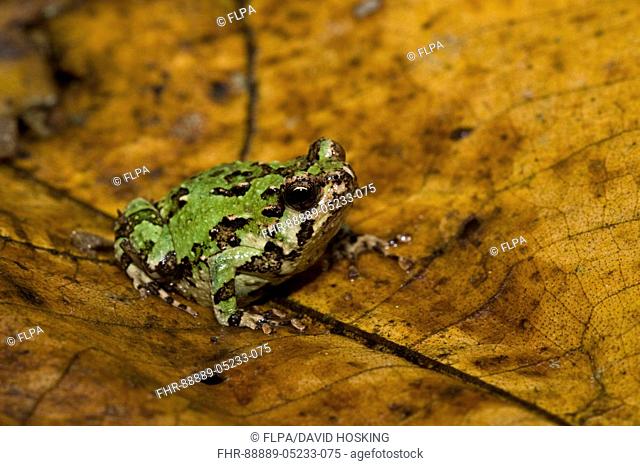A nocturnal Malagasy frog, Marbled Burrowing Frog, Scaphiophryne marmorata, Andasibe, Madagascar