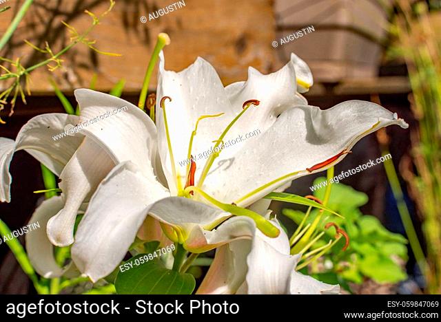Butterfly lily in full bloom