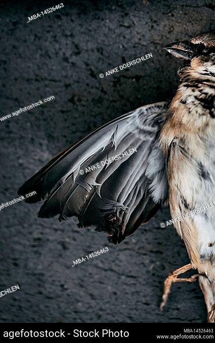 Detail of dead sparrow