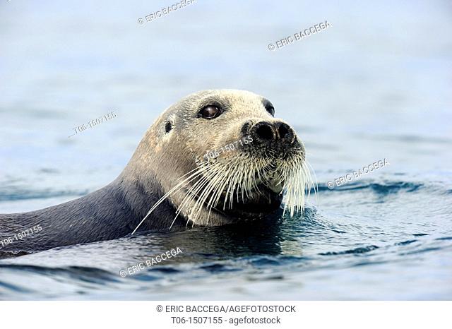 Bearded seal swimming in water Erignathus barbatus Foxe Basin, Nunavut, Canada
