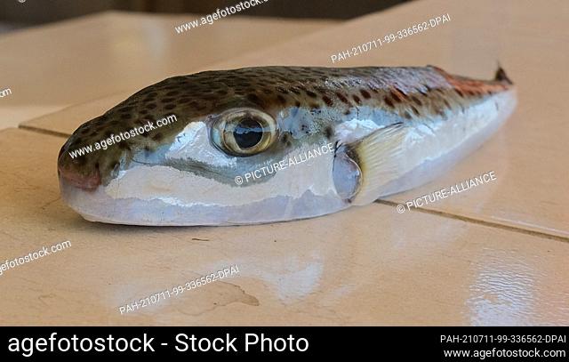 23 May 2021, Turkey, Antalya: A rabbit head puffer fish lies on a tiled table.  (to dpa ""Wanted by bounty: puffer fish causes problems for Turkish fishermen"")...
