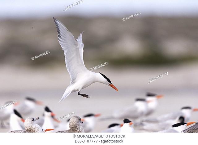 Central America, Mexico, Baja California Sur, Puerto San Carlos, Magdalena Bay (Madelaine Bay), . Royal tern (Thalasseus maximus), in flight