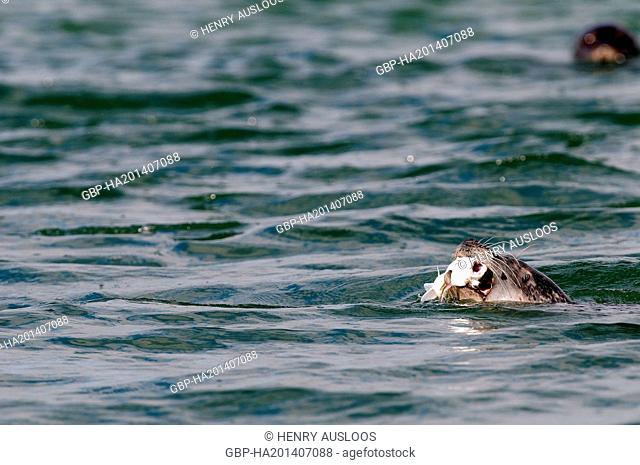 Grey seal (Halichoerus grypus) eating a fish - Netherlands, Europe - October 2009