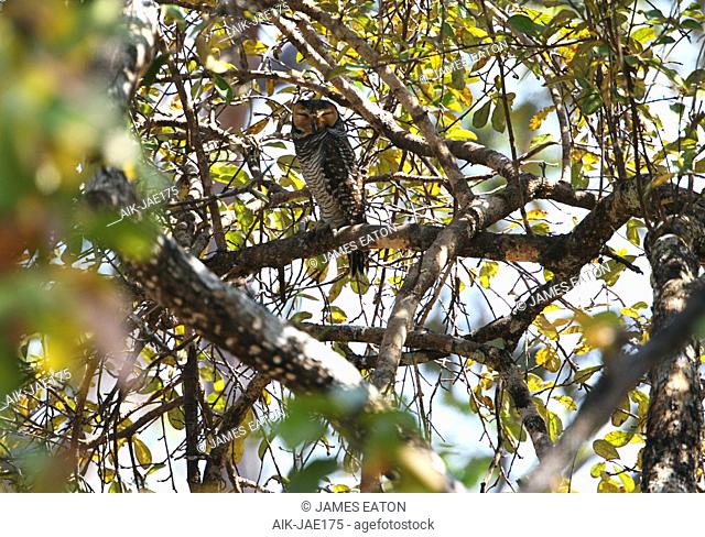 Spotted wood owl (Strix seloputo seloputo) during daytime roosting high in a tree in Cambodia