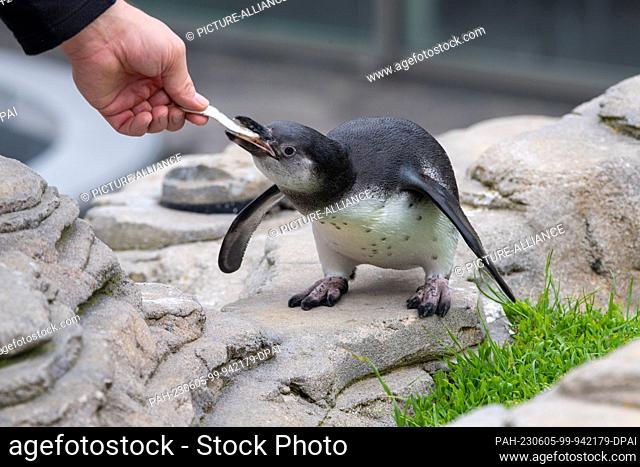 PRODUCTION - 01 June 2023, Mecklenburg-Western Pomerania, Stralsund: A penguin cub is fed a sprat by an animal keeper on the penguin enclosure on the roof of...