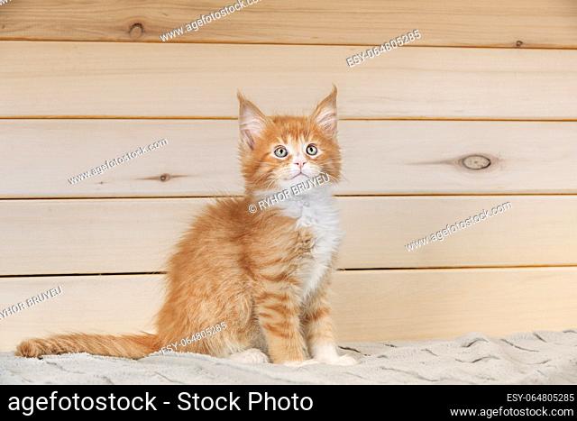 Funny Curious 10 Week Old Young Red Ginger Maine Coon Kitten Cat Sitting At Home Sofa. Coon Cat, Maine Cat, Maine Shag. Amazing Pets Pet. Portrait