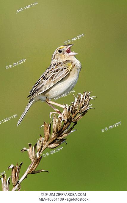 Grasshopper Sparrow - on territory (Ammodramus savannarum). Connecticut, USA