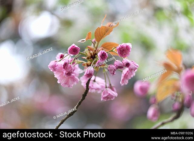 Branch with flower buds of an ornamental cherry, close-up, prunus serrulata