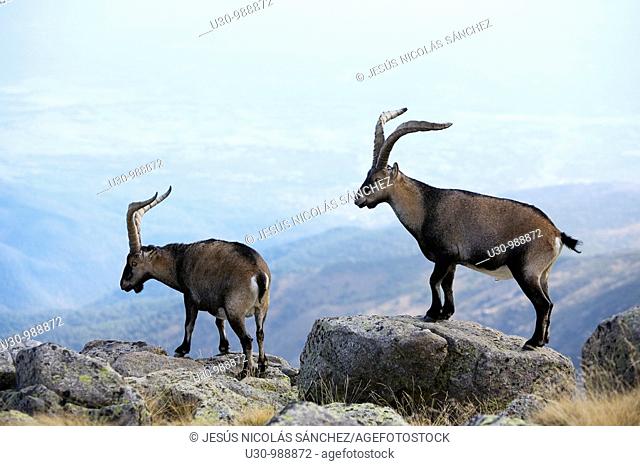 Males Spanish Ibex in Morezón peak 2 393 m next to the Circo de Gredos  Mountains of the Sierra de Gredos National Park  Navacepeda de Tormes  Ávila  Castilla y...
