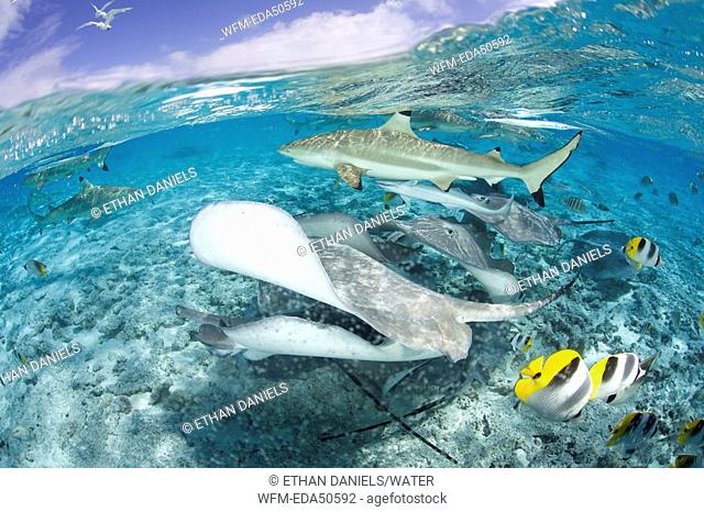 Blacktip Reef Shark and Southern Stingray, Dasyatis americana, Carcharhinus melanopterus, Bora Bora, French Polynesia