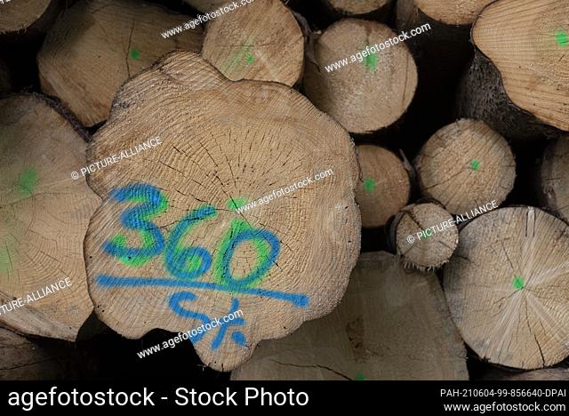 24 May 2021, Saxony-Anhalt, Stolberg: Fallen and marked tree trunks. Photo: Stephan Schulz/dpa-Zentralbild/ZB. - Stolberg/Saxony-Anhalt/Germany