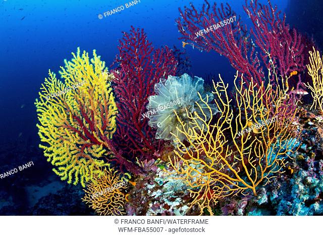 Variable Gorgonians in Coral Reef, Paramuricea clavata, Massa Lubrense, Campania, Italy