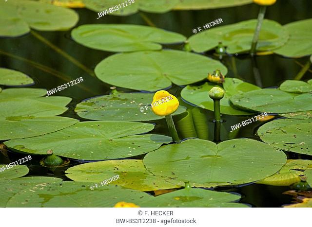 European yellow pond-lily, yellow water-lily (Nuphar lutea), blooming, Germany