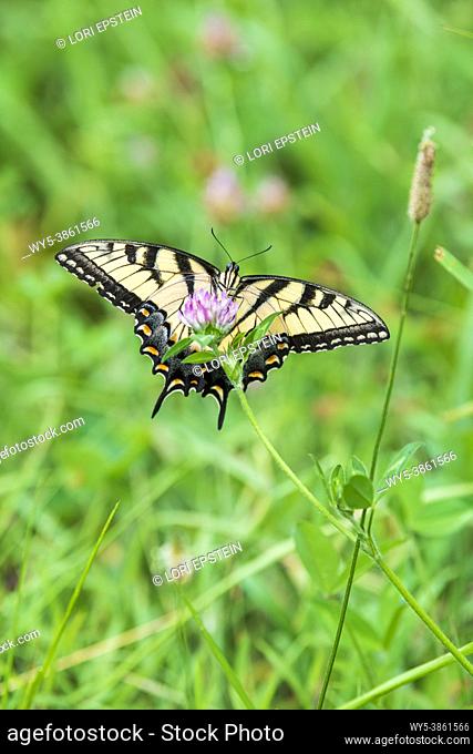 A female Eastern tiger swallowtail butterfly, Papilio glaucus, feeding on a clover flower in a meadow. Ventral view