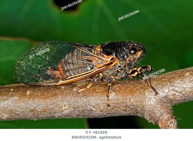 New Forest cicada (Cicadetta montana), sitting at a branch, Germany