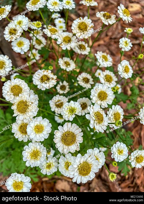 Feverfew (Tanacetum parthenium) is a flowering plant in the daisy family, Asteraceae. It may be grown as an ornament, and is usually identified by its synonyms