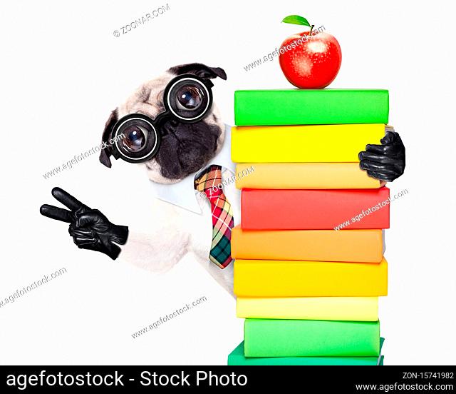 pug dog behind a stack of books very clever , smart but with dumb nerd glasses, isolated on white background