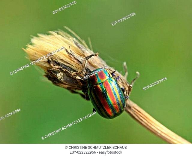 Regenbogen-Blattkäfer (Chrysolina cerealis)