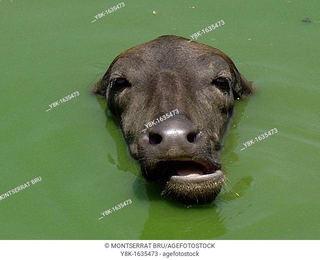 Water buffalo closeup bathing in green water in Anjuna, Goa, India