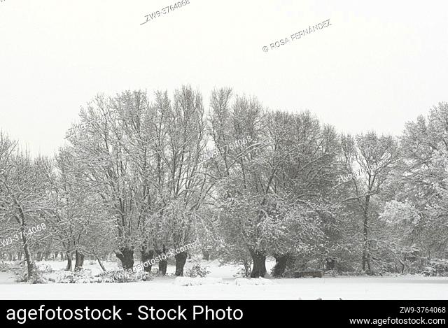 Ash trees and grazing meadows covered in snow, Guadarrama National Park, Madrid, Spain