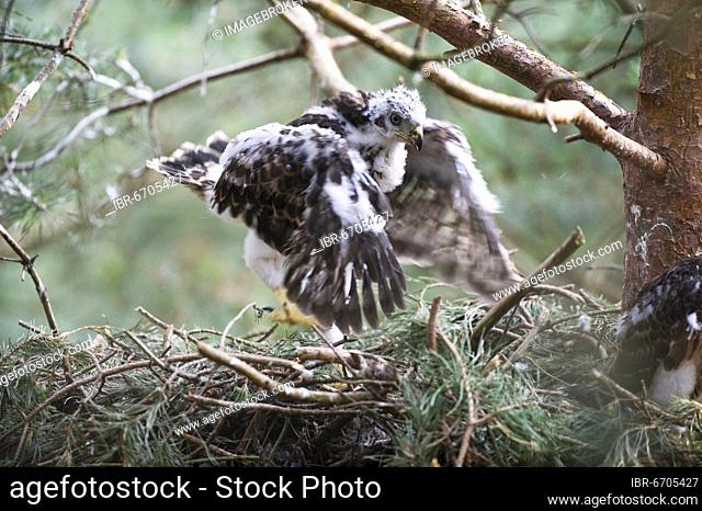 Northern goshawk (Accipiter gentilis), young birds in the eyrie, transition from dark plumage to feathers, first flight exercises, North Rhine-Westphalia