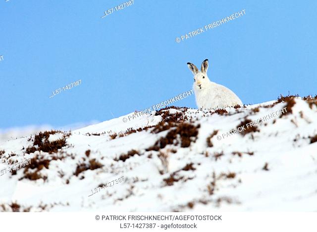 Mountain Hare, Snowshoe Hare, Schneehase, Lepus timidus, Cairngorms NP, Schottland