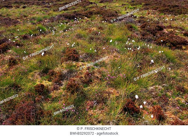 vegetation with Erica and cotton-grass in the Schottische Highlands, United Kingdom, Scotland, Sutherland