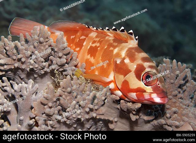 Blacktip grouper (Epinephelus fasciatus) resting on Sinularia soft coral (Sinularia gibberosa), Andaman Sea, Mu Ko Similan National Park, Similan Islands
