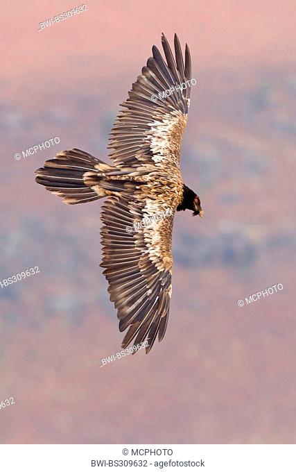 Lammergeier, Bearded Vulture (Gypaetus barbatus meridionalis), gliding, South Africa, Kwazulu-Natal