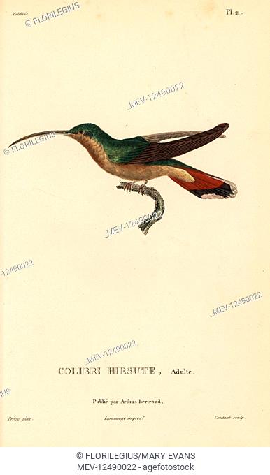 Rufous-breasted hermit, Glaucis hirsutus (Trochilus hirsutus). Adult male. Handcolored steel engraving by Coutant after an illustration by Jean-Gabriel Pretre...