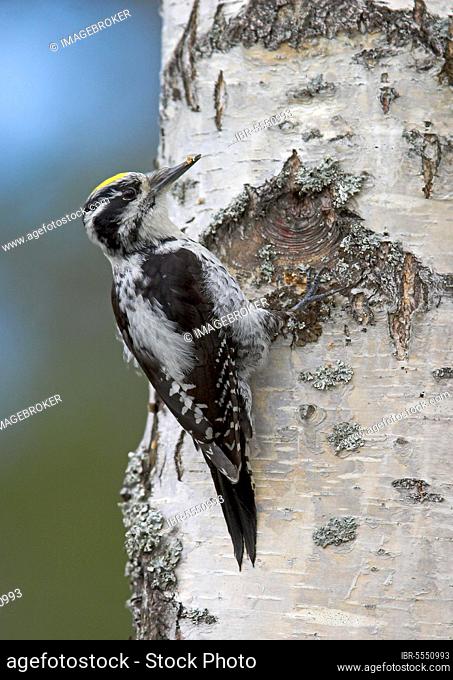 Three-toed woodpeckers (Picoides tridactylus), Woodpeckers, Animals, Birds, Woodpeckers, Three-toed Woodpecker adult male, feeding