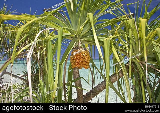 Fragrant Screwpine (Pandanus odoratissimus) leaves and fruit, Honda Bay, Palawan Island, Philippines, Asia