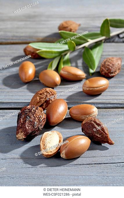 Argan nuts and leaves from Argan tree, Argania spinosa