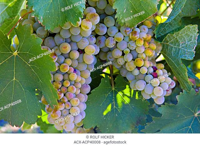 Clusters of white grapes on a grapevine at a vineyard in Westbank, West Kelowna, Kelowna, Okanagan, British Columbia, Canada