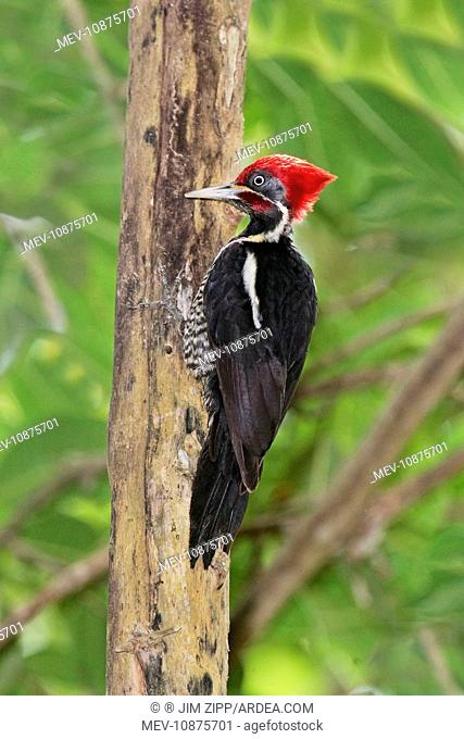 Lineated Woodpecker (Dryocopus lineatus). Nayarit, Mexico in March