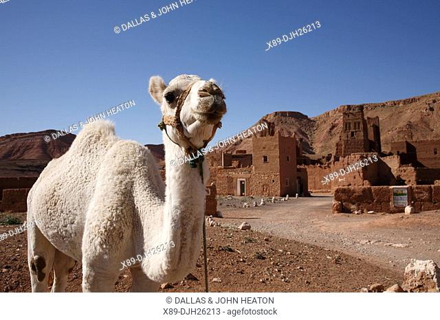 Africa, North Africa, Morocco, Atlas Region, Ouarzazate, Ait Benhaddou, Kasbah Tamdaght, White Camel