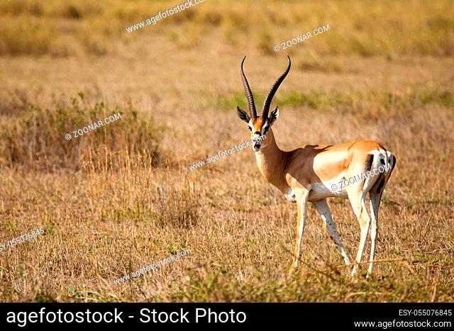 Antelope is standing in the savannah of Kenya, impala is watching